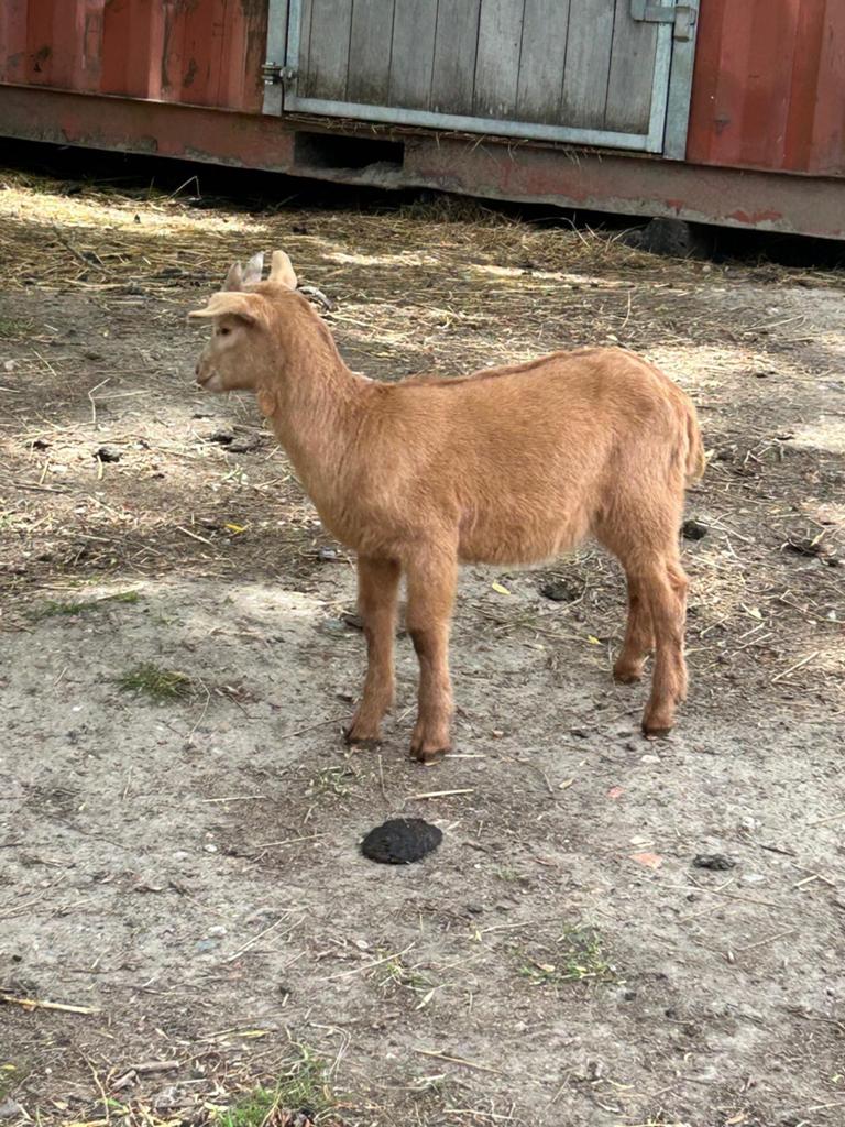 Geitjes, Animaux & Accessoires, Chèvre