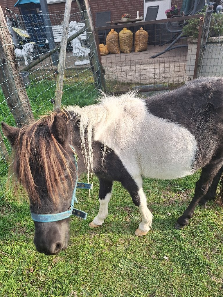 mini-cheval, Étalon, Avec puce électronique