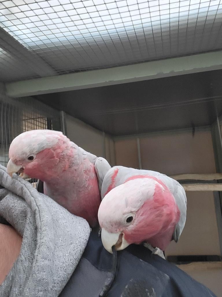 Jong onverwant handtam koppel rose kaketoes 2025, Dieren en Toebehoren, Vogels | Parkieten en Papegaaien, Papegaai, Meerdere dieren