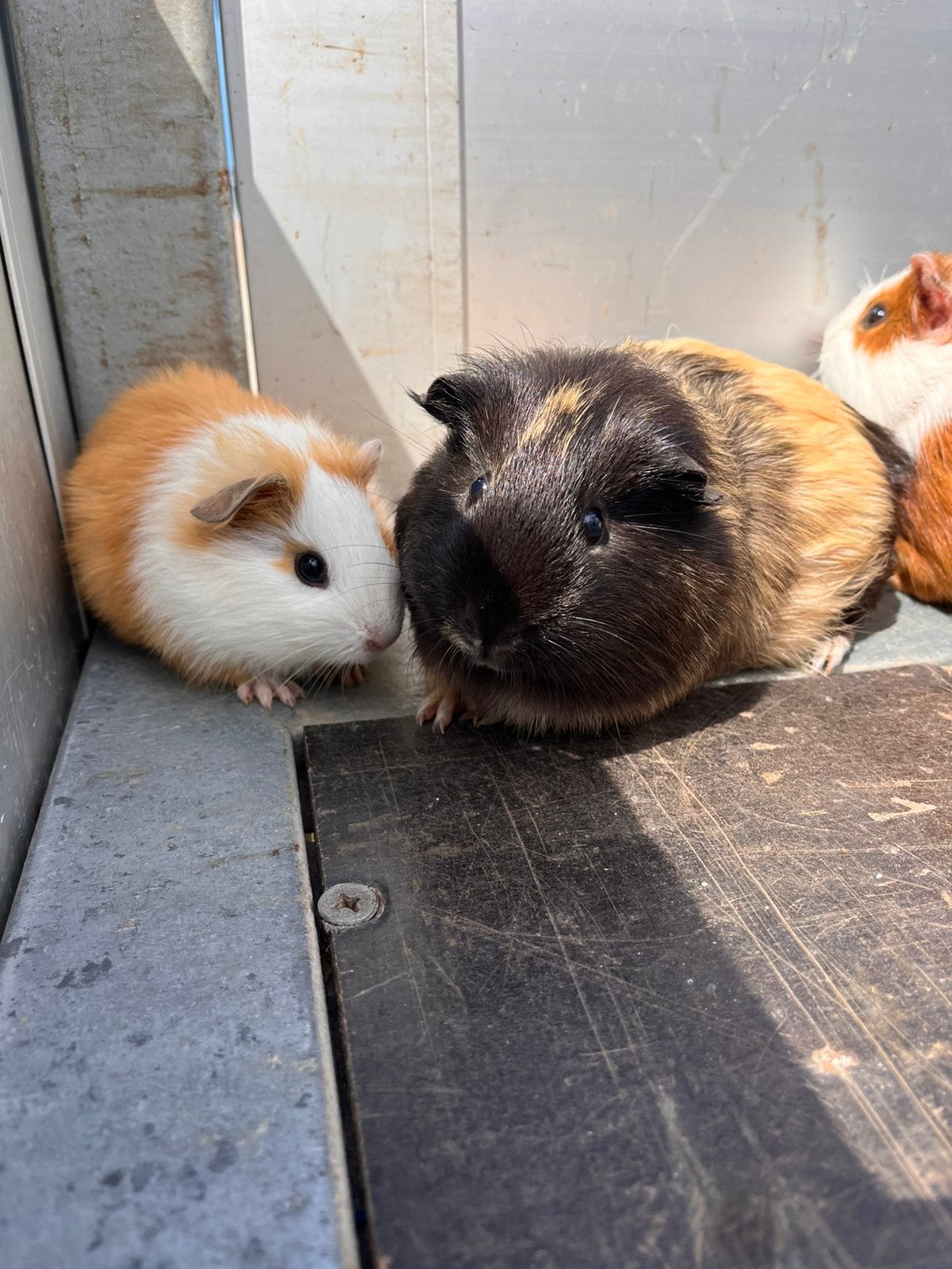 cobayes, Juin, Plusieurs animaux, Cobaye