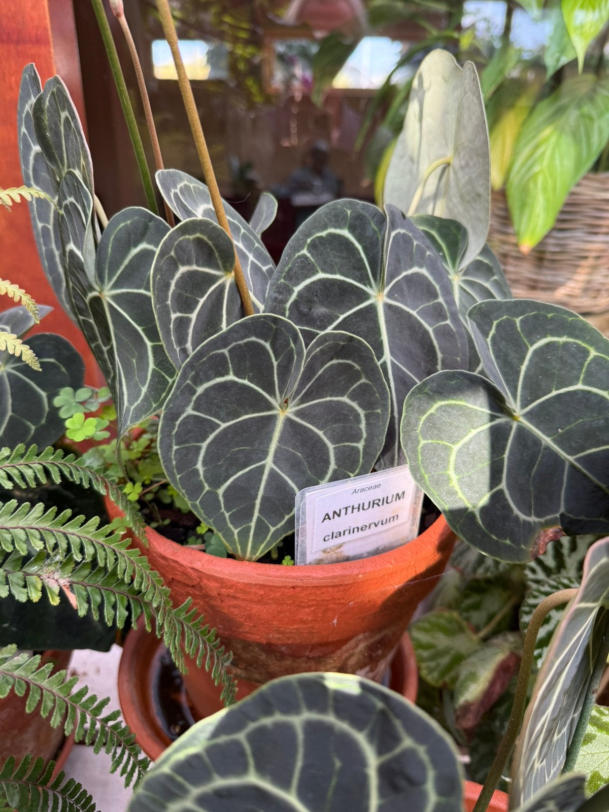 Anthurium clarinervium, Ophalen