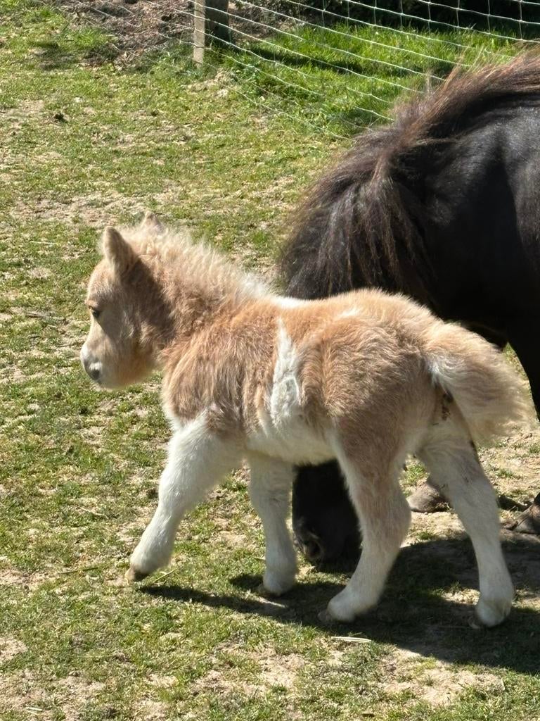 Shetlandpony hengstveulen, Dieren en Toebehoren, Met stamboom, 0 tot 2 jaar, Hengst, A pony (tot 1.17m)