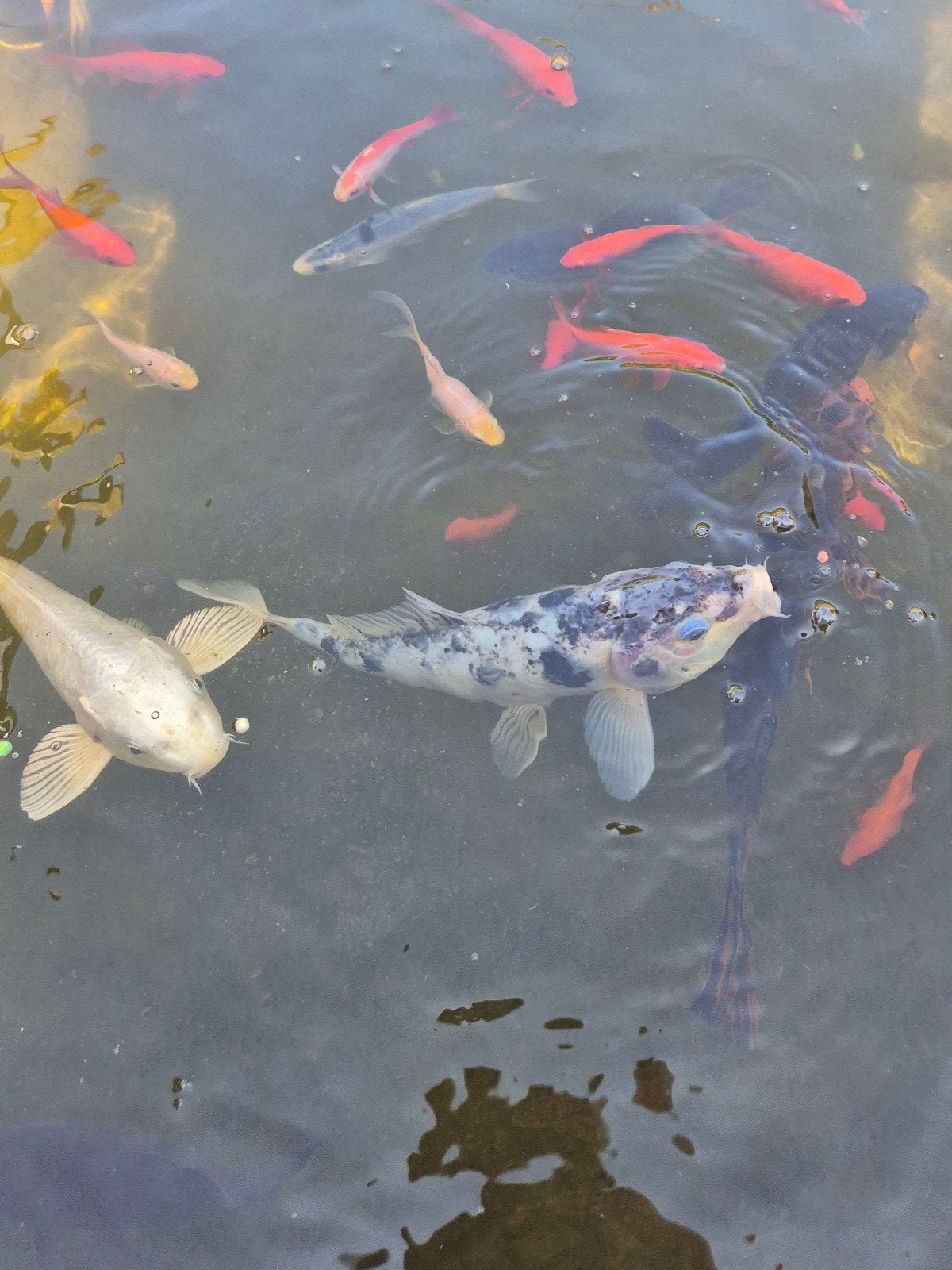 3 koi te koop