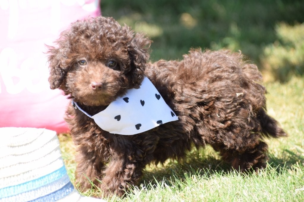 Les chiots caniches restent petits, de toutes les couleurs, Caniche, Plusieurs, Belgique, Plusieurs animaux