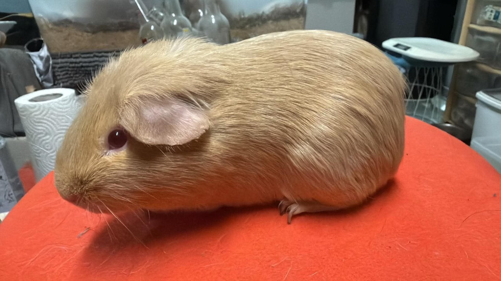 Cavia, cobaye Poil lisse mâle agouti argenté lilas/safran, Animaux & Accessoires, Mâle, Domestique, Mai, Cobaye