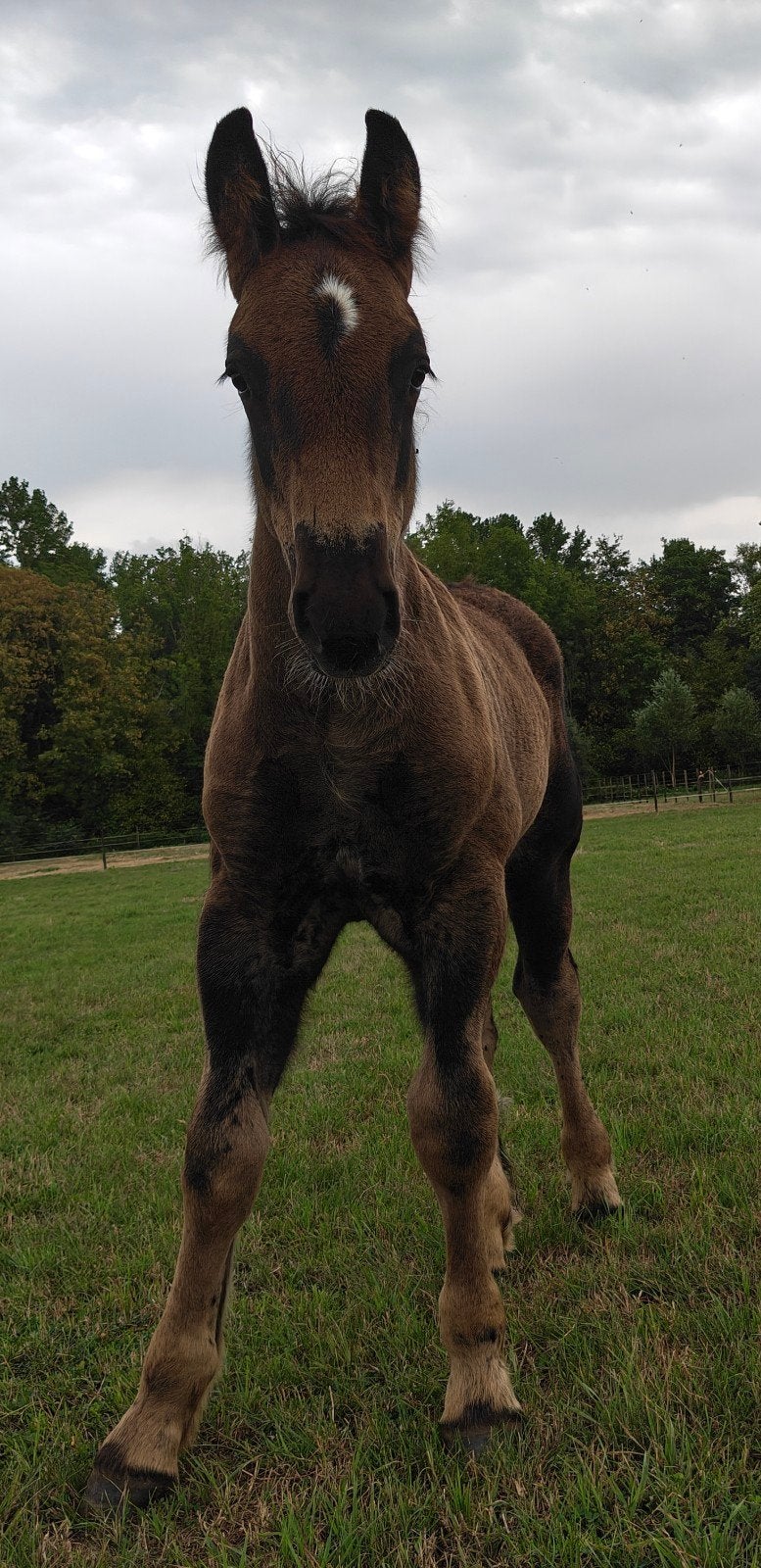 trekpaard zwart hengsten veulen, Dieren en Toebehoren, Paarden, Minder dan 160 cm, Met stamboom, Niet van toepassing, 0 tot 2 jaar