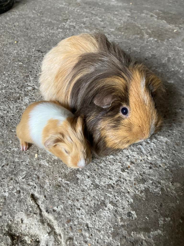 Langharige cavia zeug(je) (moeder en dochter), Dieren en Toebehoren, April, Cavia