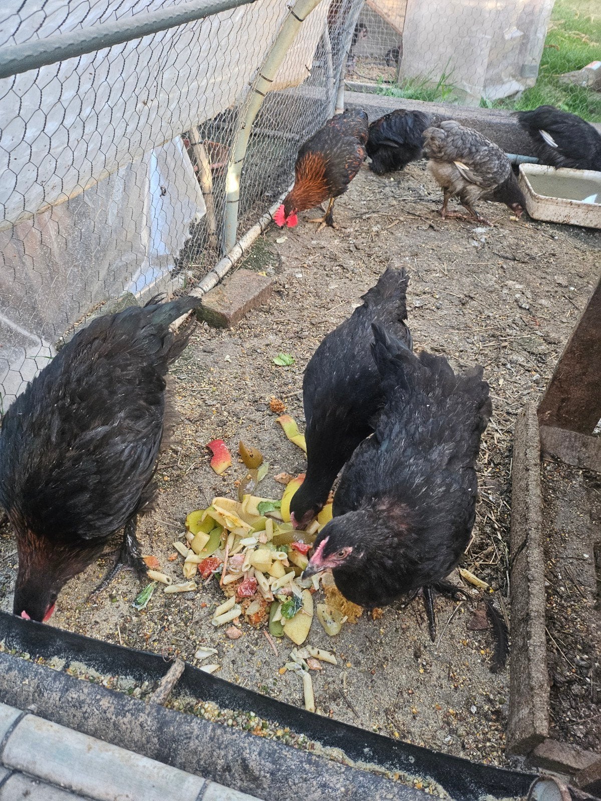 Jonge marans te koop 3 hanen 4 hennen van april 2026