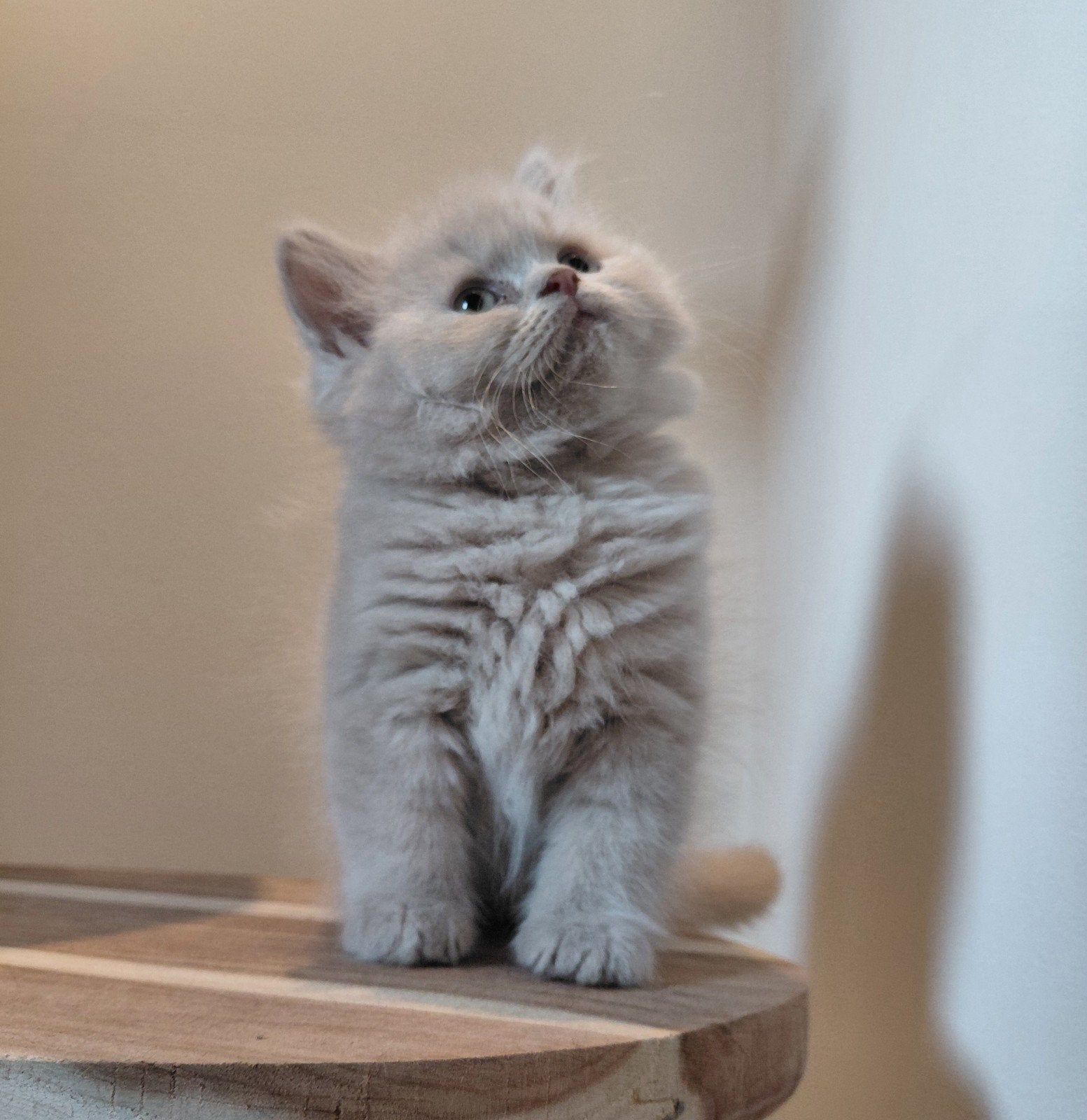Brits korthaar., Kater, Ontwormd, 0 tot 2 jaar