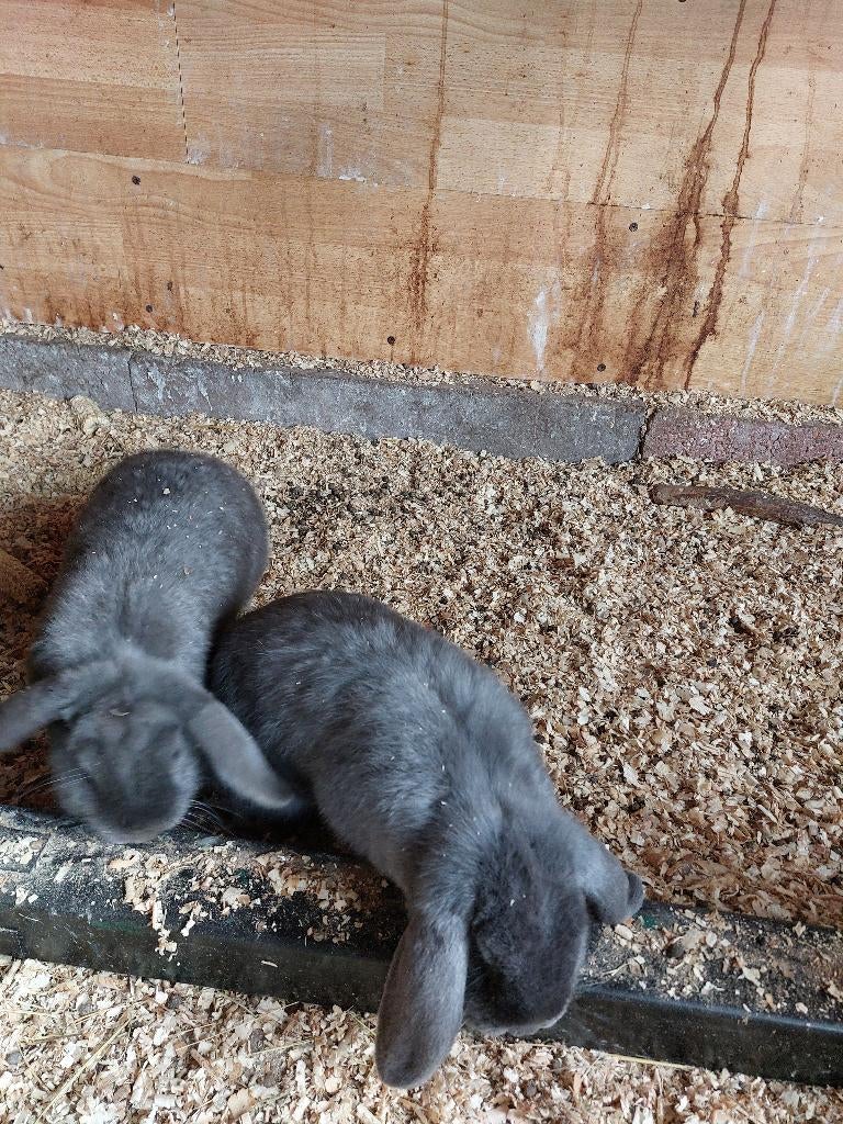 Konijnen, Plusieurs animaux, Petit, Oreilles tombantes, 0 à 2 ans