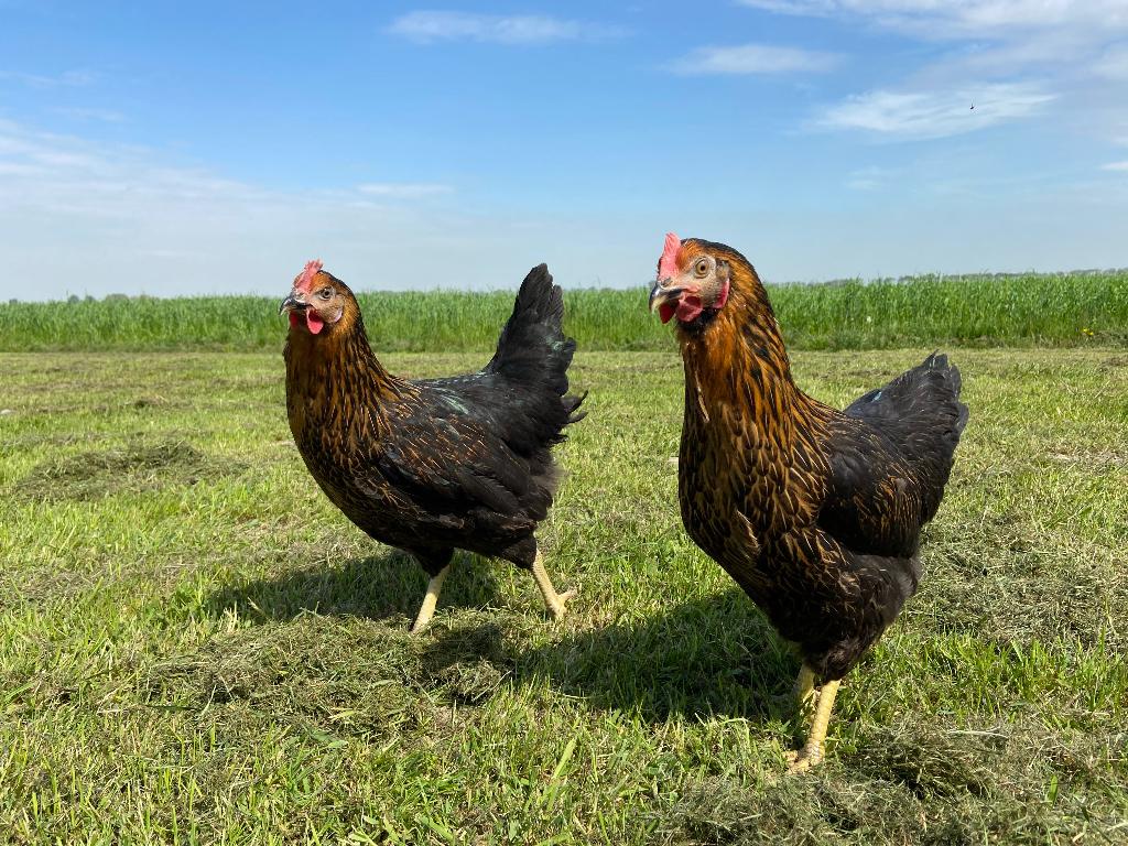 Jonge tamme Harco kippen gesekst en ingeënt, Femelle, Poule ou poulet