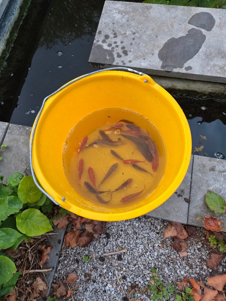 vijvervissen - gratis, Dieren en Toebehoren, Vissen | Vijvervissen, Goudvis(sen)