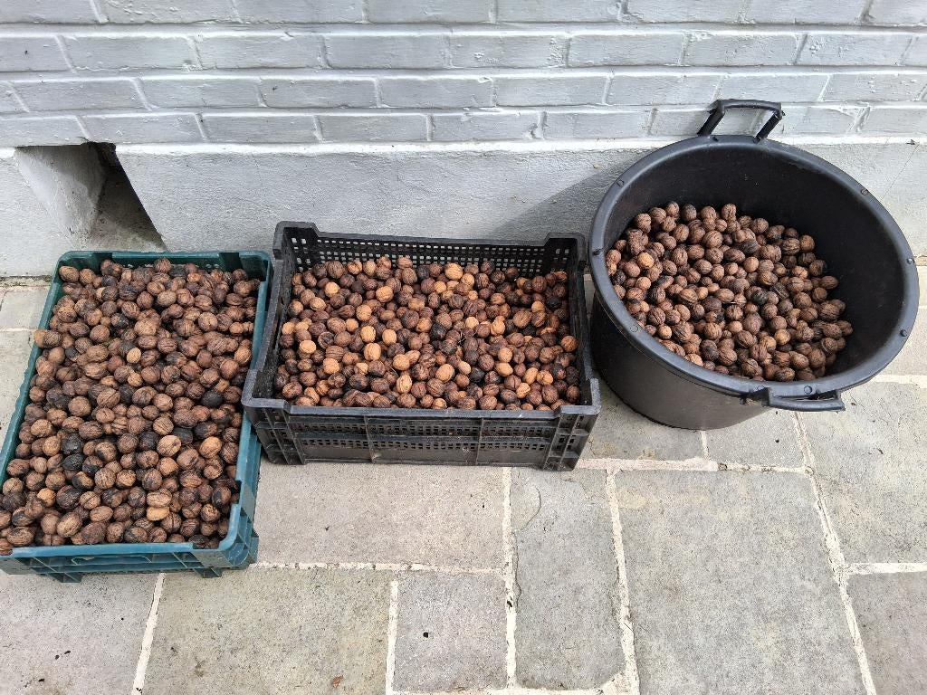 40kg walnoten (2025), Diversen, Levensmiddelen, Ophalen