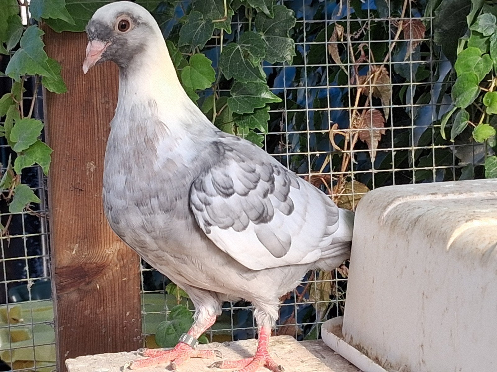 kleurpostduif reduced, Dieren en Toebehoren