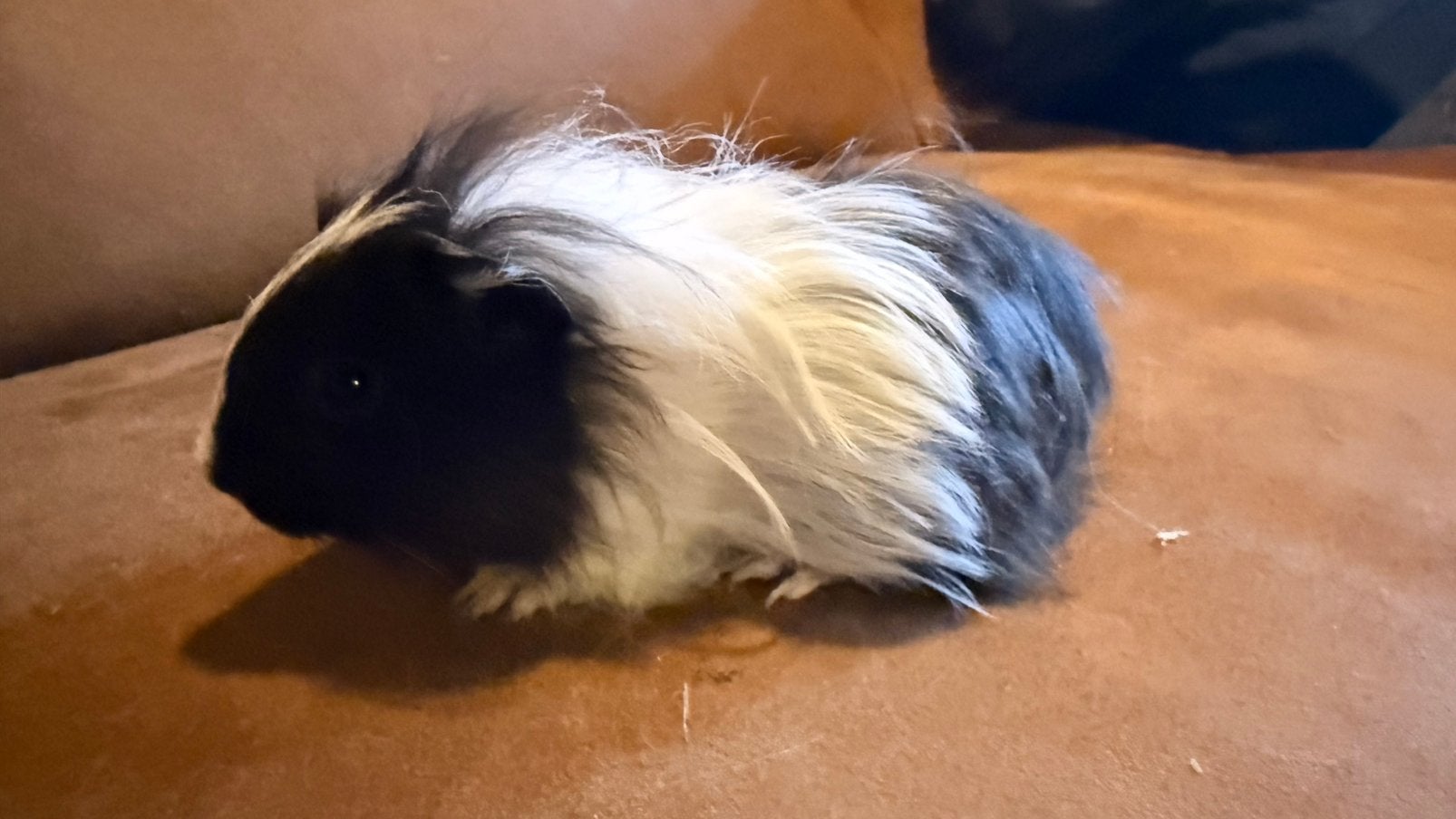 Cavia, Cobaye Shelty femelle bébé noire et blanche, Animaux & Accessoires, Août, Domestique, Cobaye, Femelle