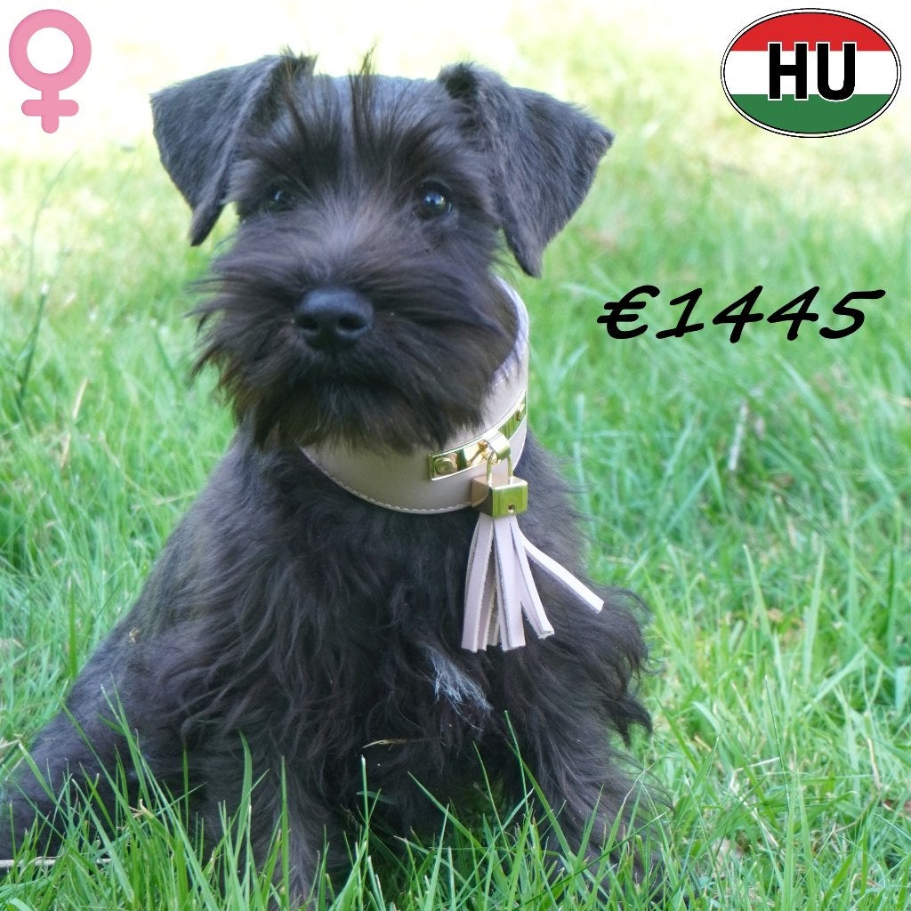 Lief en speels Dwergschnauzer teefje beschikbaar, Dieren en Toebehoren, 15 weken tot 1 jaar, Buitenland, Teef, Parvo