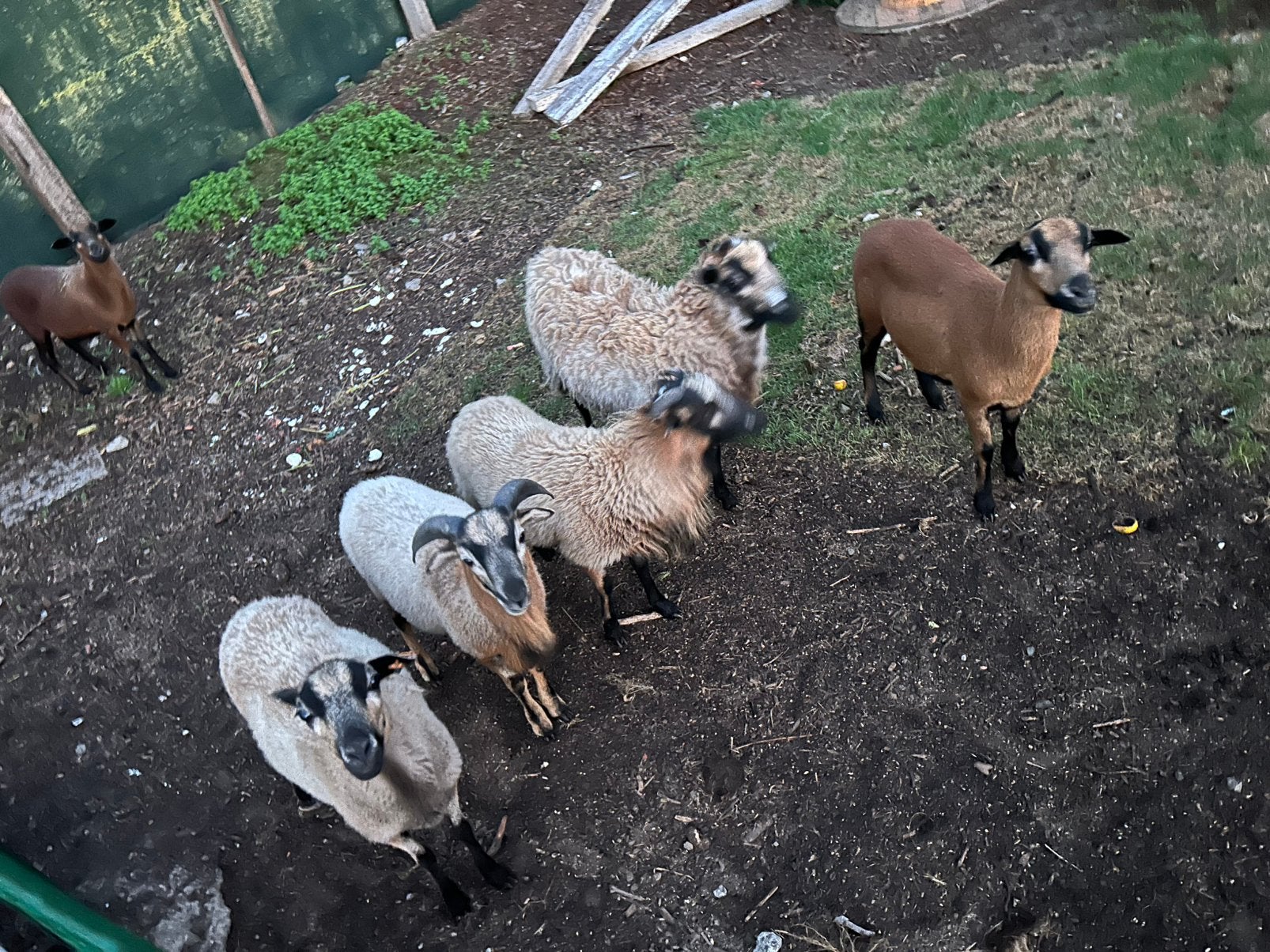 Kameroen schapen, Dieren en Toebehoren