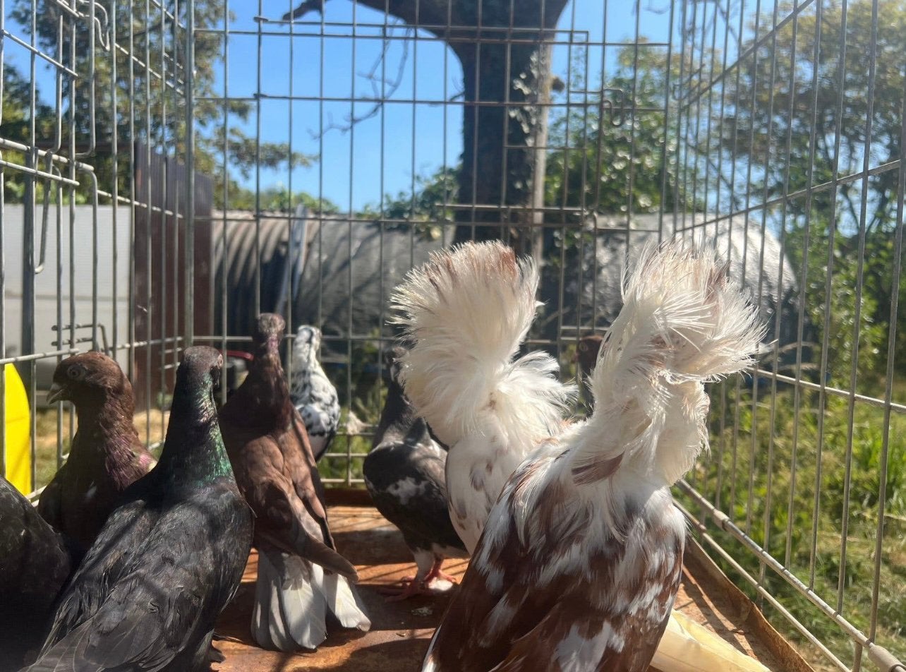 11 duiven voor 100€, Dieren en Toebehoren, Pluimvee