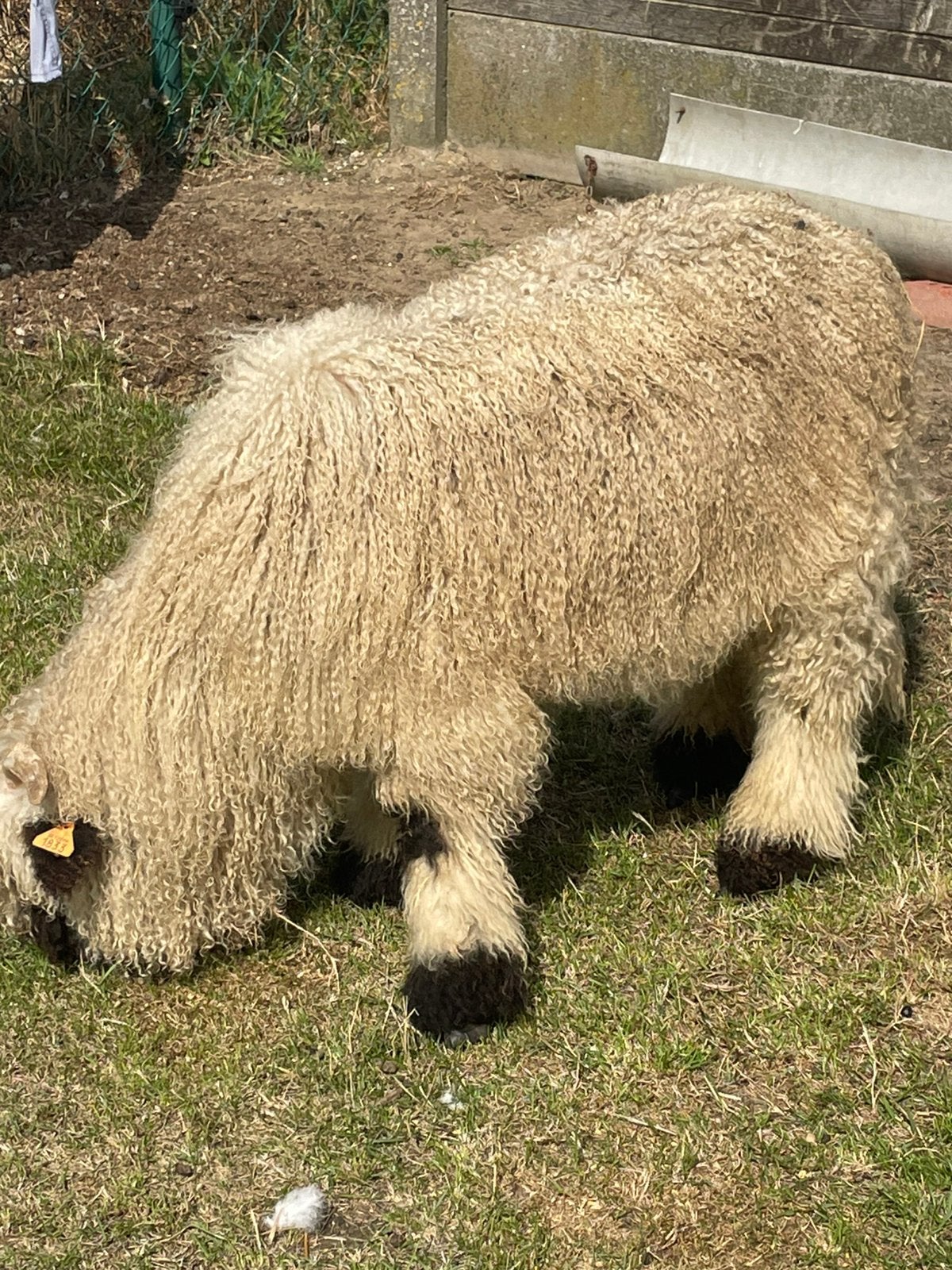 Walliser ramlam, Dieren en Toebehoren, Schapen, Geiten en Varkens, Mannelijk
