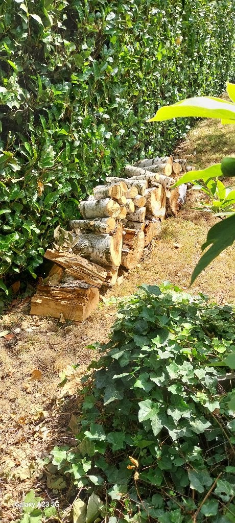 brandhout Berk, Tuin en Terras, Brandhout, Minder dan 3 m³, Ophalen, Berkenhout, Stammen