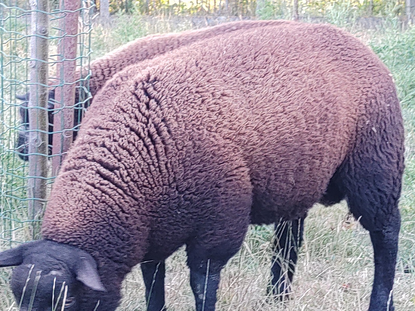 jonge bok, Dieren en Toebehoren, Mannelijk, Schaap, 0 tot 2 jaar