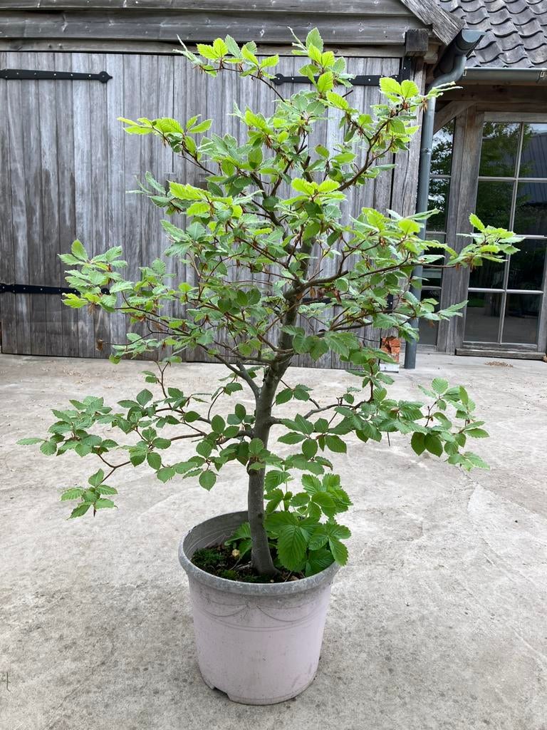 Pre bonsai Beuk koopje, Ophalen, Bonsai