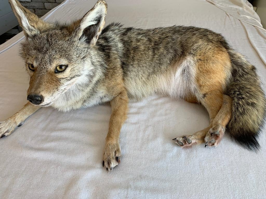 taxidermie / softmount coyote /  opgezette dier, Verzamelen, Dierenverzamelingen, Zo goed als nieuw, Opgezet dier, Wild dier, Verzenden
