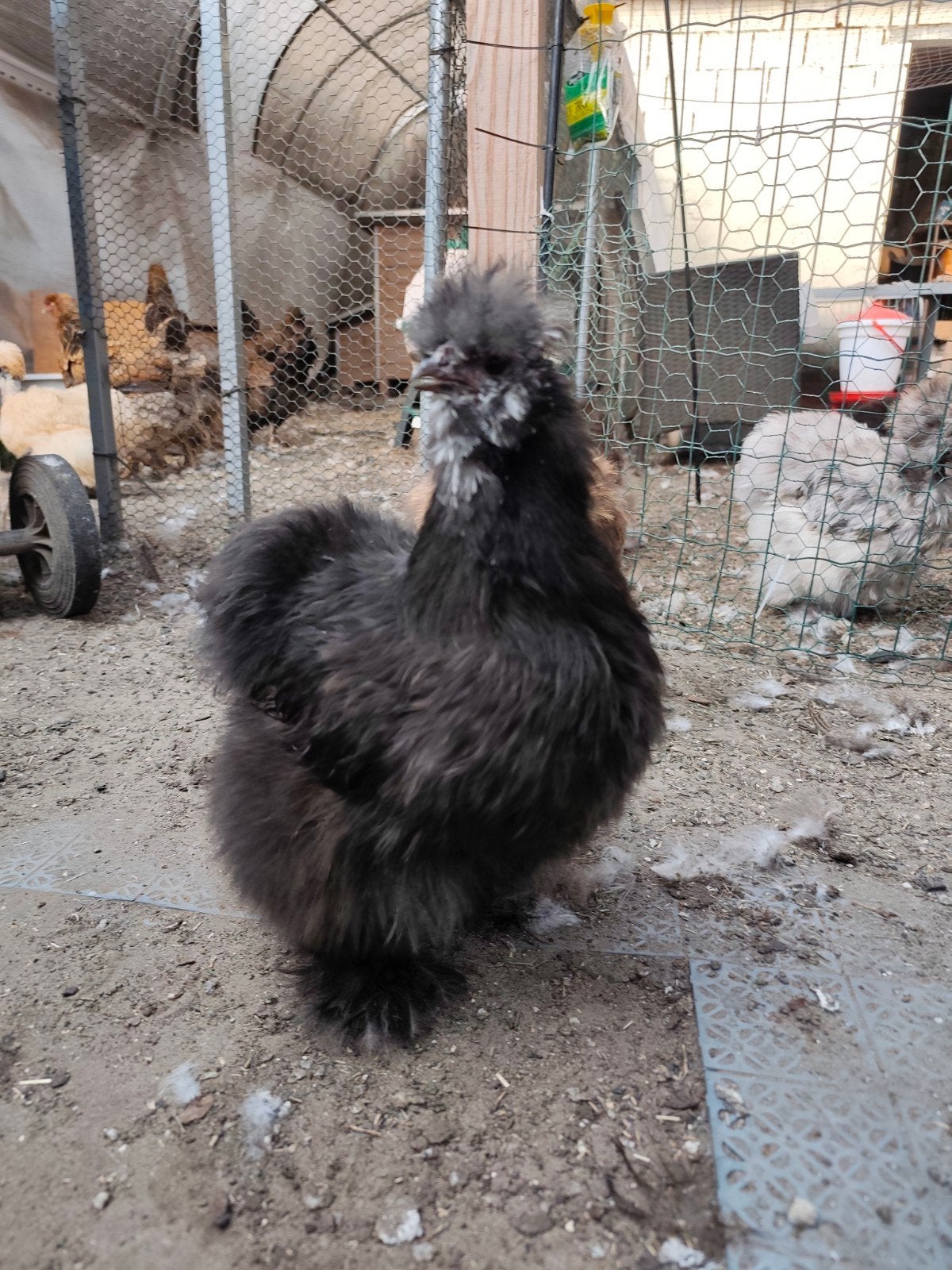 usa zijdehoen hen, Femelle, Poule ou poulet