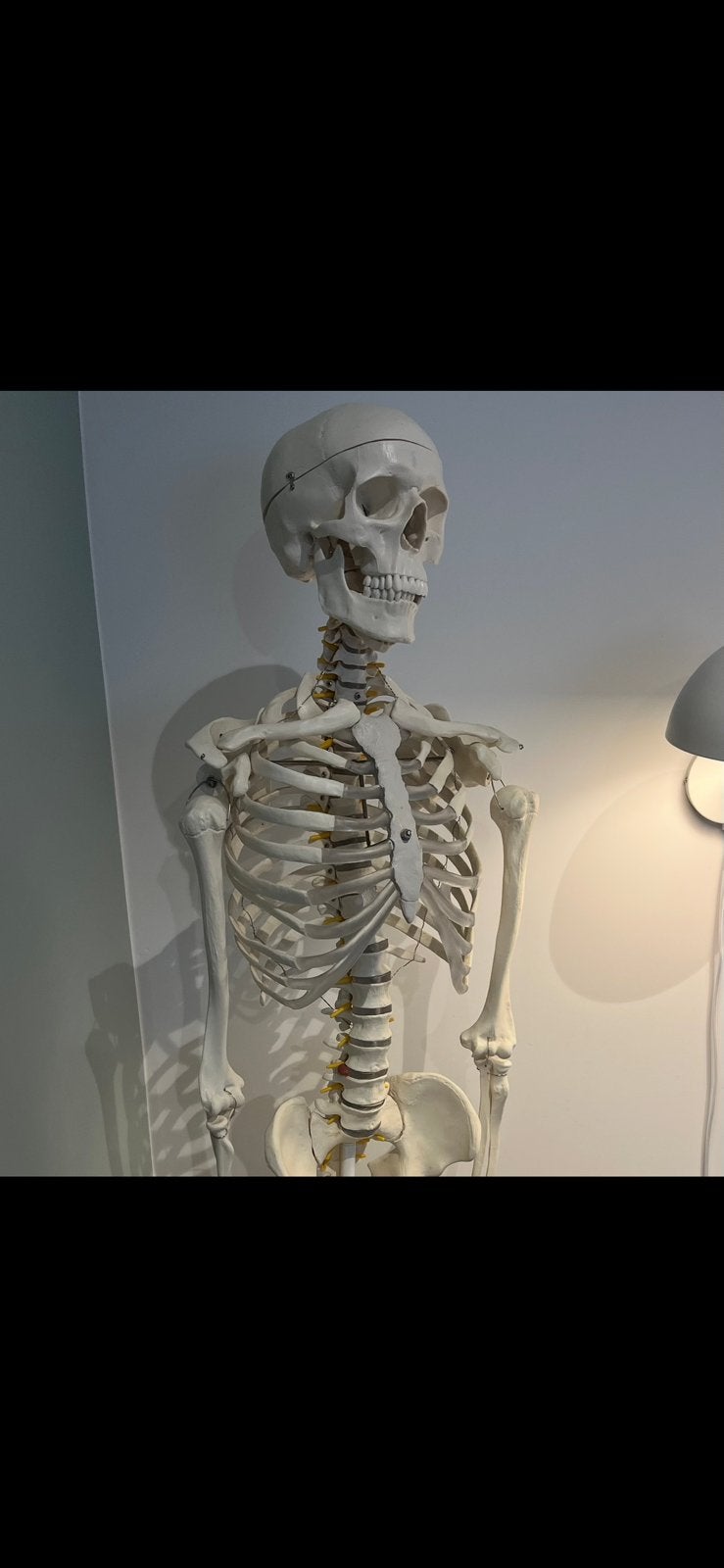 squelette anatomie etudiant livraison possible, Enlèvement, Comme neuf