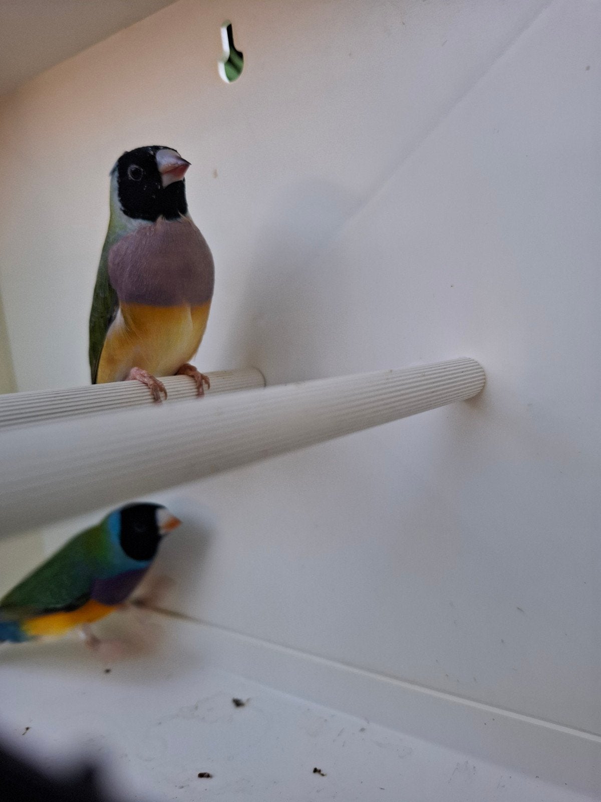 gouldamadines, Dieren en Toebehoren, Vogels | Overige Vogels, Geringd