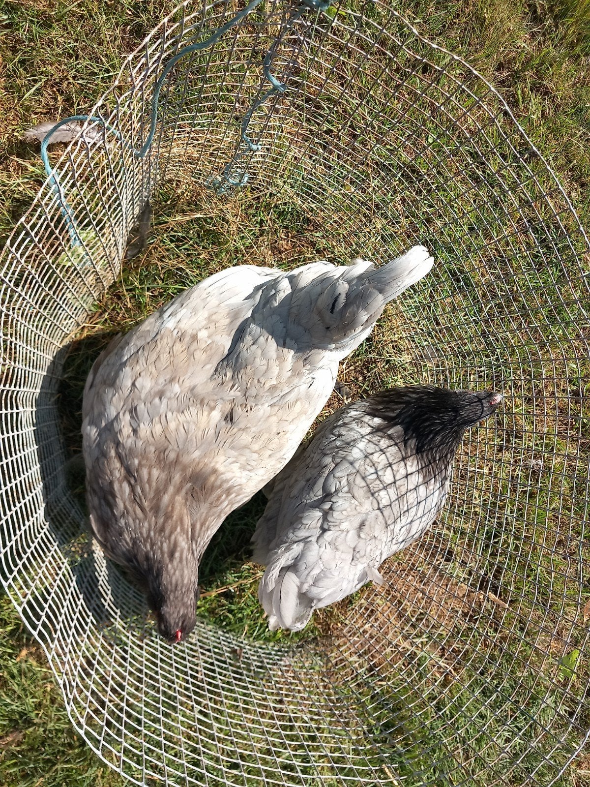 hennen barnevelder zwart en blauw, Dieren en Toebehoren