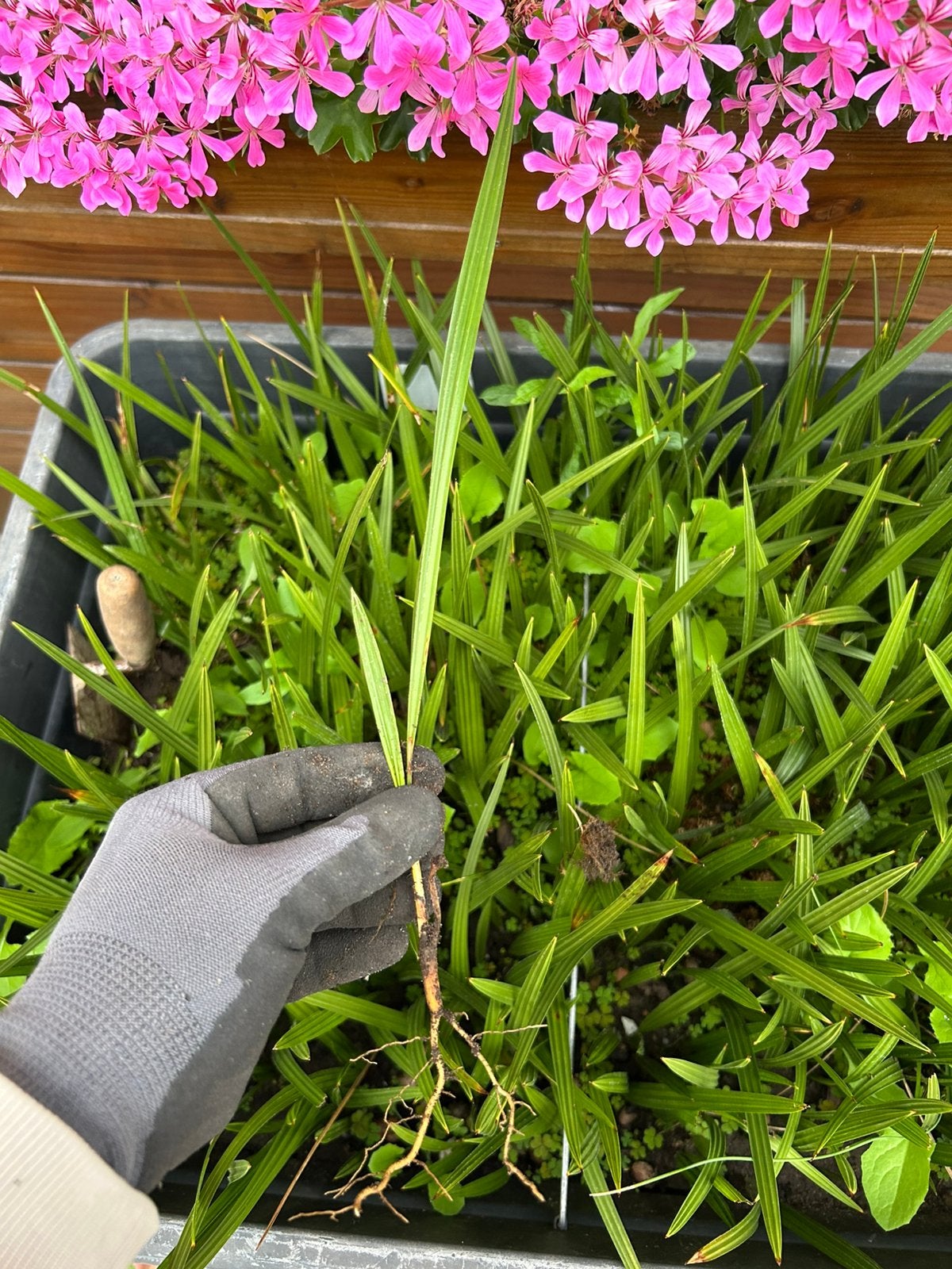 Semis de Chamaerops Humilis âgés de 1 an, Plein soleil, Été, Plante fixe, Enlèvement ou Envoi