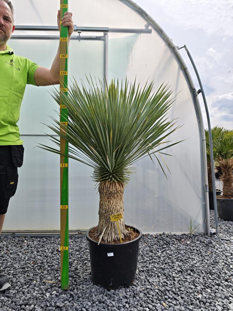 Yucca rosrata, Ophalen