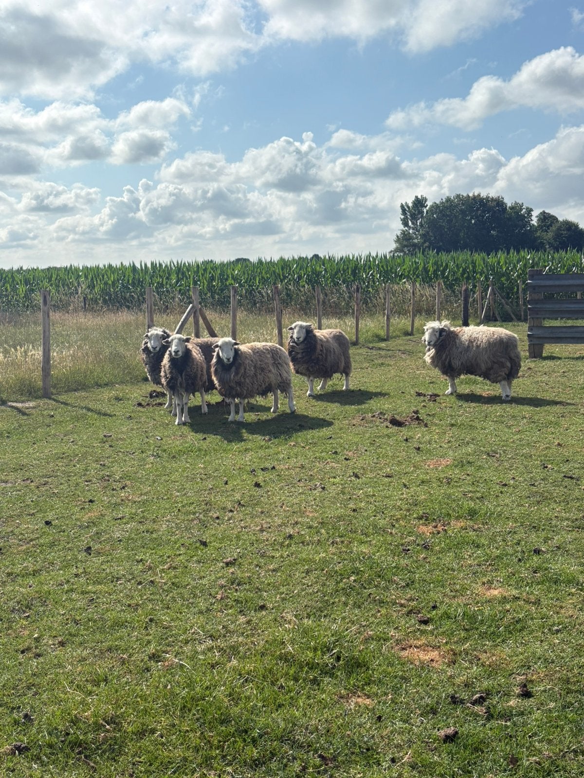 Herdwick schapen, Dieren en Toebehoren, Schapen, Geiten en Varkens