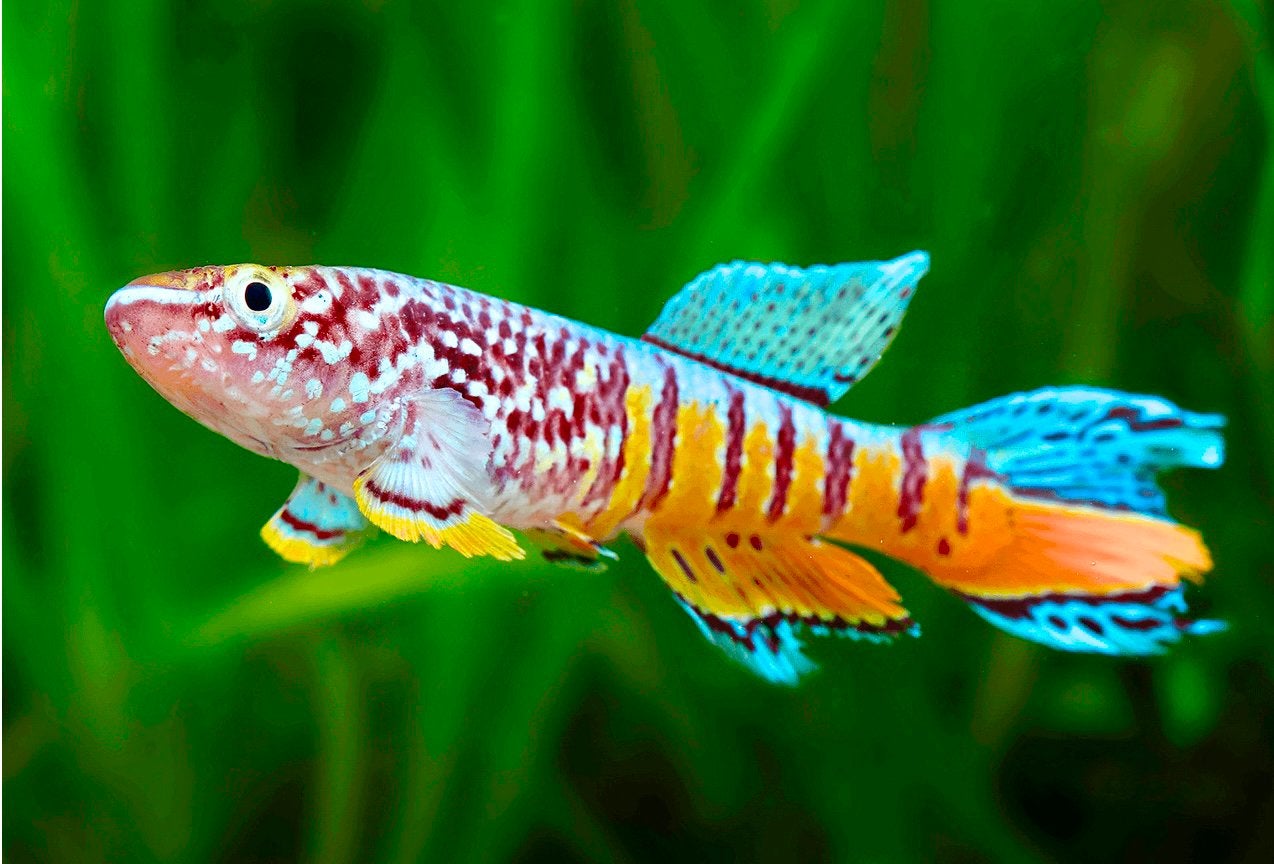 Aphyosemion Sjoestedti - Zeldzaam Wild, Dieren en Toebehoren, Vis, Zoetwatervis