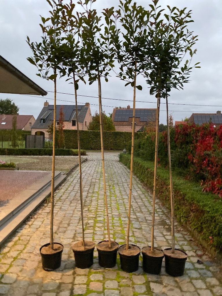 Photinia fraseri Red Robin op stam, Tuin en Terras, Ophalen, Winter, Bolboom