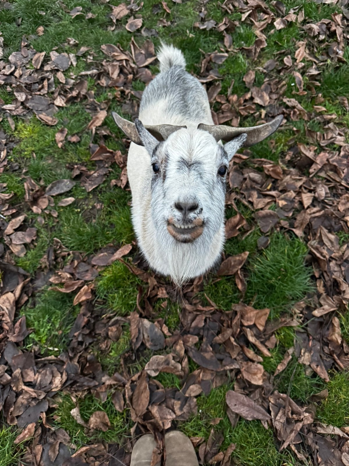 Bok en mieke zoeken een nieuw plekje, Meerdere dieren, Geit, 6 jaar of ouder