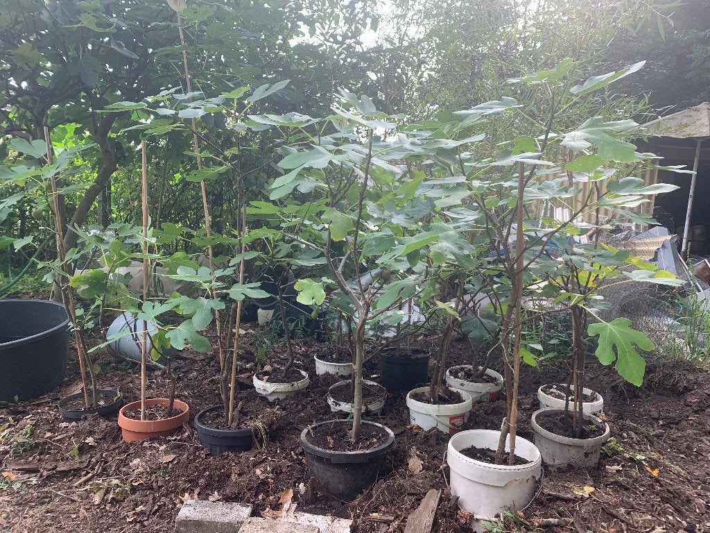 vijgenbomen Ficus carica, Tuin en Terras, Ophalen, In pot