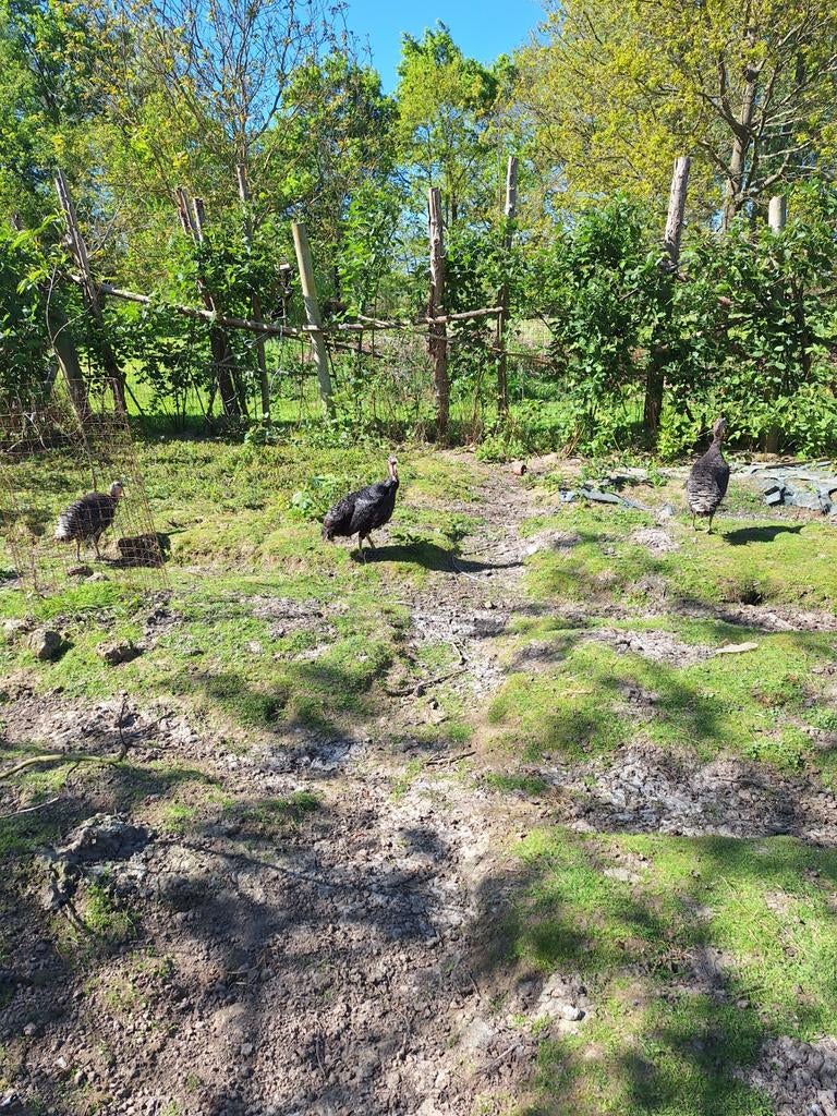 Wrauven kalkoen te koop, Dieren en Toebehoren, Kalkoen