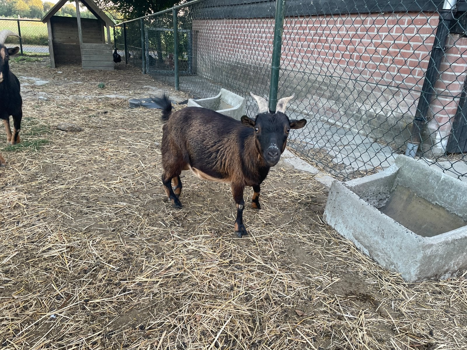 Dwerggeiten, Plusieurs animaux, Chèvre, 3 à 5 ans