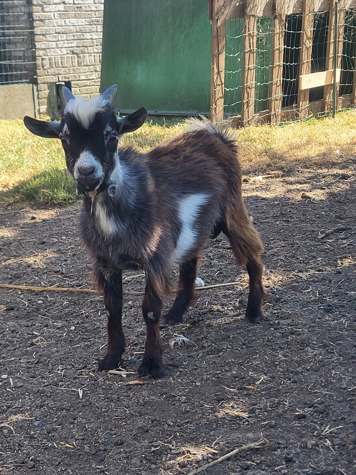 dwerggeiten bokje, Dieren en Toebehoren, Mannelijk, Geit, 0 tot 2 jaar