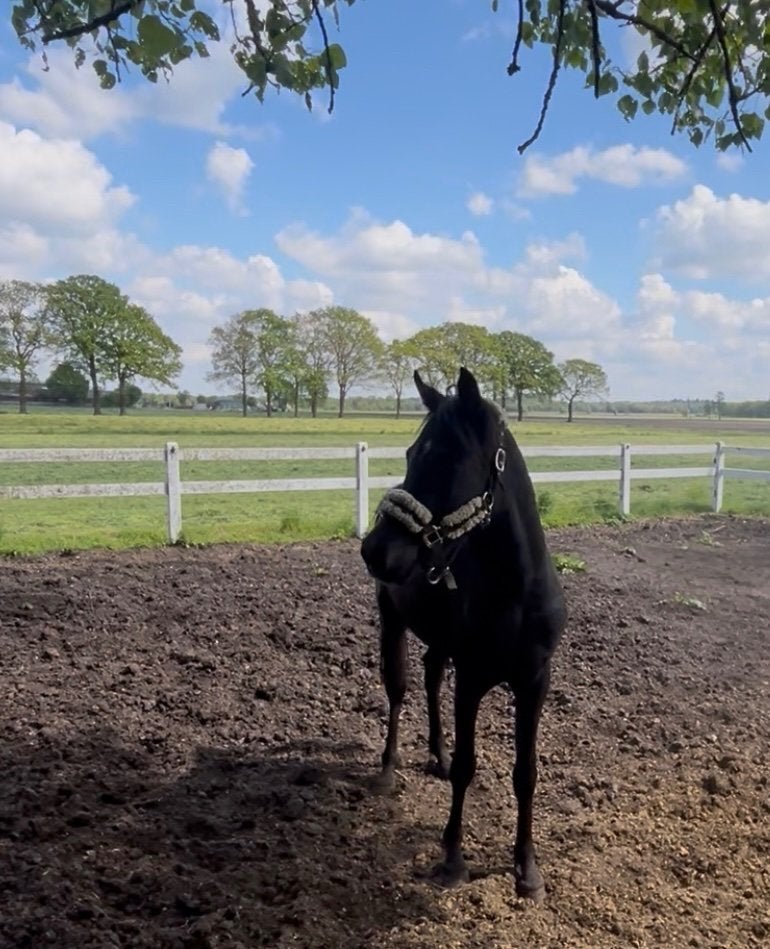 Super leuke zwarte Arabische volbloed ruin, Dieren en Toebehoren, Ruin, D pony (1.37m tot 1.48m), Met stamboom, 3 tot 6 jaar