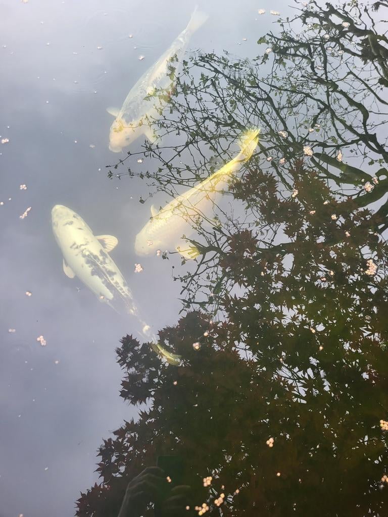 Koi te koop : 3 stuks ... ook mogelijk apart aan te kopen, Dieren en Toebehoren, Vissen | Vijvervissen