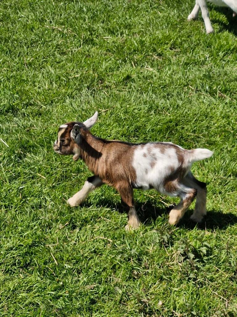 Mieke 1 jaar 6 maanden oud met  een bok lammet je, Chèvre