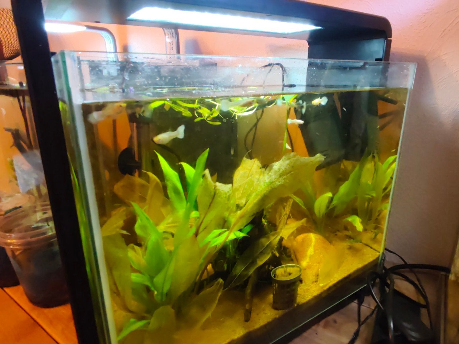 Aquarium Superfish + Guppy Super White-band, Dieren en Toebehoren, Vissen | Aquariumvissen, Vis, Zoetwatervis, Schoolvis