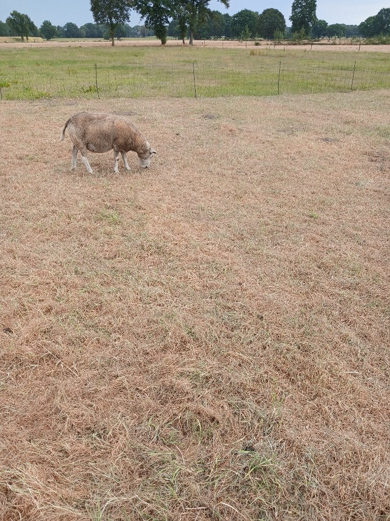 schaap  ooi, Femelle, Mouton, 3 à 5 ans