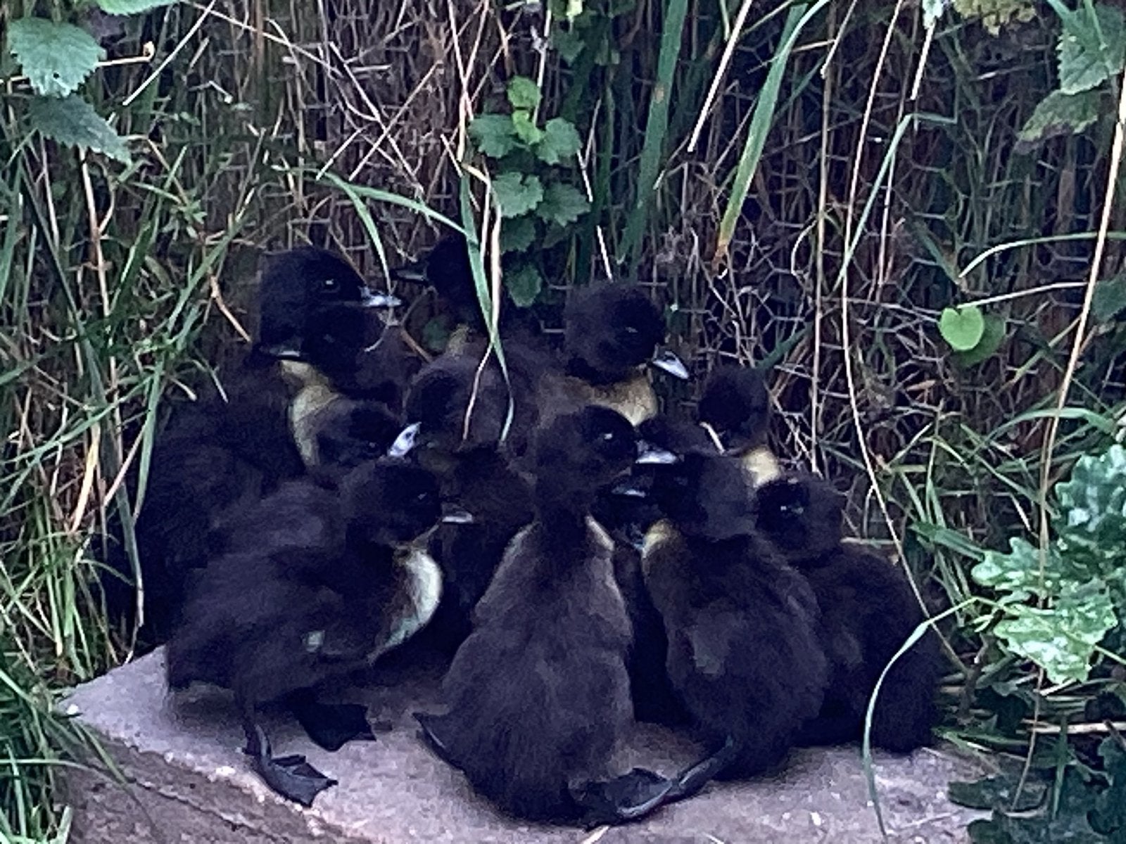 Canards qui courent, Animaux & Accessoires, Plusieurs animaux, Canard