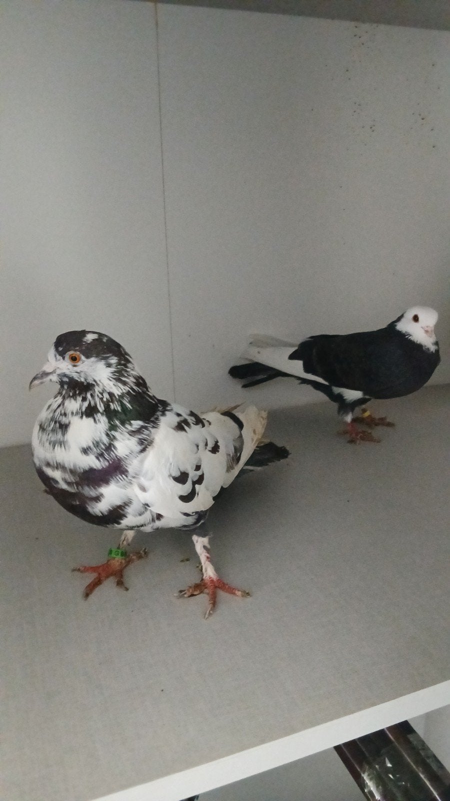 2 siersuiven 20€, Dieren en Toebehoren