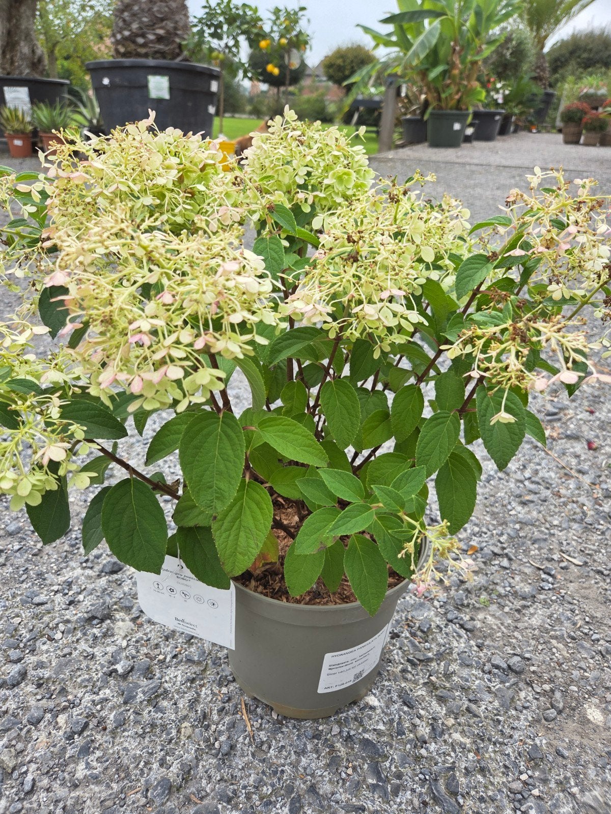 Hydrangea Paniculata Bobo, Ophalen, Halfschaduw