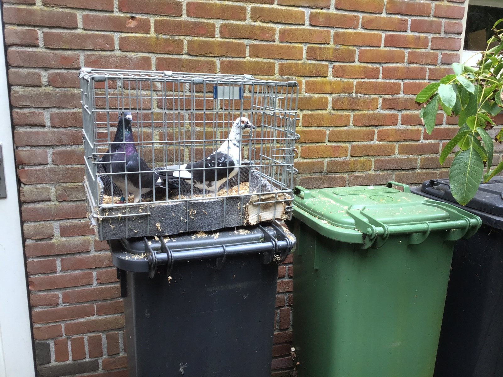 Postduiven